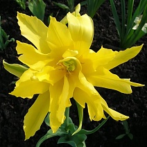 Тюльпан махровый лилиецветный Монте Спайдер, 11/12, 1 шт.