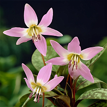 Эритрониум Денс-Канис, 1 шт.