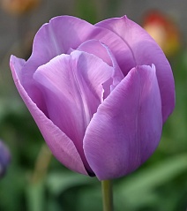 Тюльпан простой поздний Блю Эймебл, 11/12, 1 шт.