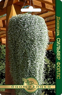 Дихондра Сильвер Фоллс, 5 шт. Биотехника