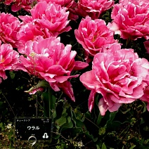 Тюльпан махровый ранний Урал, 11/12, 1 шт.