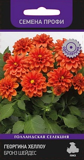 Георгина Хэллоу Бронз Шейдес, 10 шт. Семена профи