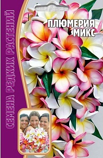 Плюмерия Микс, 3 шт. Редкие семена.