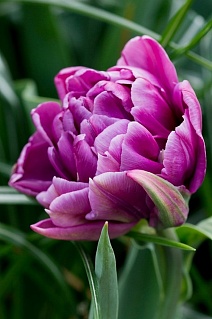 Тюльпан махровый ранний Колор Бёрст, 11/12, 1 шт.