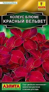 Колеус блюме Красный вельвет, 10 шт.