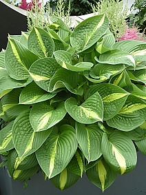 Хоста Анна Кульпа, 1 шт.