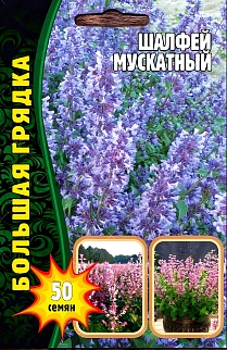 Шалфей мускатный, 50 шт.