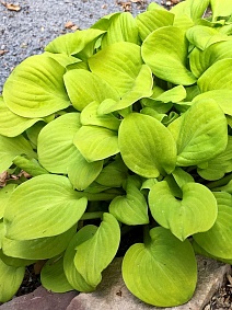 Хоста Сан Маус, 1 шт.