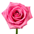 Роза 