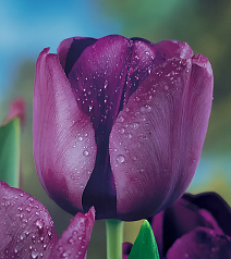 Тюльпан триумф Негрита, 11/12, 1 шт.