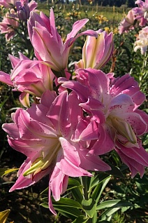 Лилия восточная махровая Лотус Куин, 1 шт.