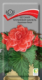 Бегония клубневая Шанель Кораллово-белая, 5 шт.