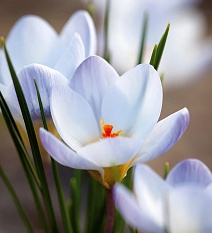 Крокус ботанический Блю Перл, 5/+, 1 шт.