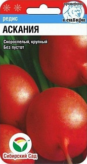 Редис Аскания, 2 г. Сибирский сад