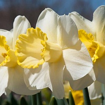 Нарцисс крупноцветковый трубчатый Ма Белль, 12/14, 1 шт.