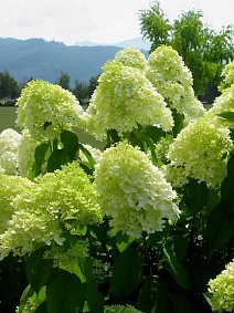 Гортензия метельчатая Лаймлайт