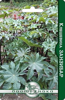 Клещевина Занзибар, 4 шт. Биотехника