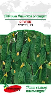 Огурец Муссон F1, 5 шт. Саката