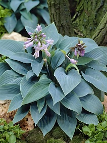 Хоста Халкион, 1 шт.