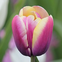 Тюльпан триумф Арабиан Бьюти, 11/12, 1 шт.