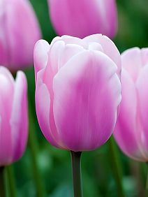 Тюльпан триумф Синаеда Амор, 11/12, 1 шт.