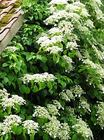 Гортензия черешковая Миранда