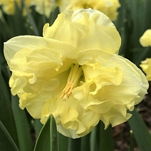 Нарцисс сплит гофрированный Санни Сайд Ап, 12/14, 1 шт.