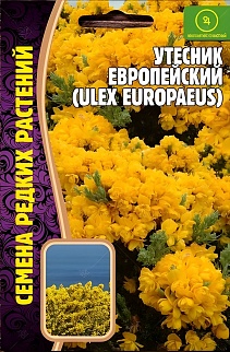 Утесник Европейский, 30 шт.