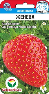 Клубника Женева, 10 шт. Сибирский сад