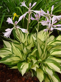 Хоста Революция, 1 шт.