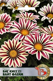Газания Биг Кисс F1 Вайт Флейм, 7 шт. Биотехника