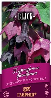 Родохитон Пурпурные фонарики, 4 шт. 