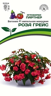 Бегония F1 ампельная махровая Роза Грейс, 5 шт. 