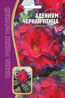 Адениум Черная Птица, 3 шт. Редкие семена.