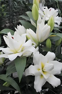 Лилия восточная махровая Близзард, 18/20, для выгонки, 1 шт.