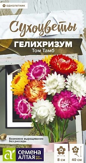 Гелихризум Том Тамб 0,1 г. Сухоцветы