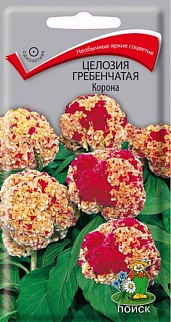 Целозия гребенчатая Корона, 10 шт.