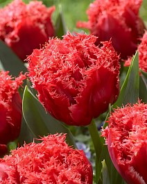 Тюльпан махровый густобахромчатый Бендиго, 11/12, 1 шт.