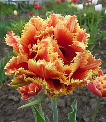 Тюльпан махровый бахромчатый Датч Пионер, 11/12, 1 шт.