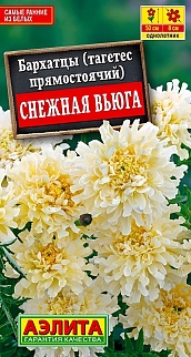 Бархатцы Снежная вьюга, 7 шт.