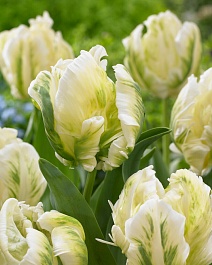 Тюльпан попугайный Мадонна, 11/12, 1 шт.