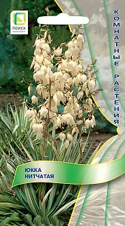 Юкка нитчатая, 3 шт.