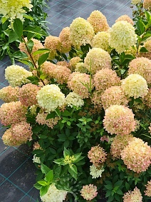 Гортензия метельчатая Коттон Крим