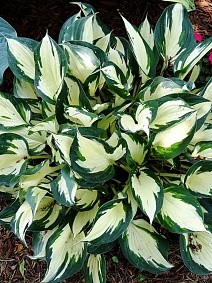 Хоста Лоялист, 1 шт.