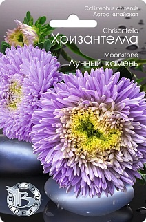 Астра китайская Хризантелла Лунный камень, 30 шт. Биотехника