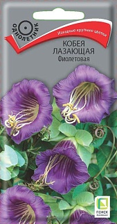 Кобея лазающая Фиолетовая, 5 шт.