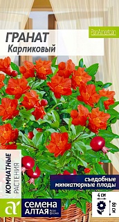 Гранат Карликовый, 5 шт. 