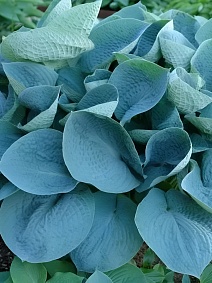 Хоста Лов Пат, 1 шт.