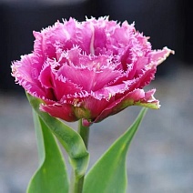 Тюльпан бахромчатый Маскотт, 11/12, 1 шт.