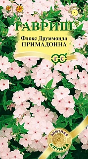 Флокс друммонда Примадонна, 8 шт. Элитная клумба.